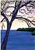 Shadow Tree