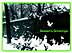 Central Park Birds
